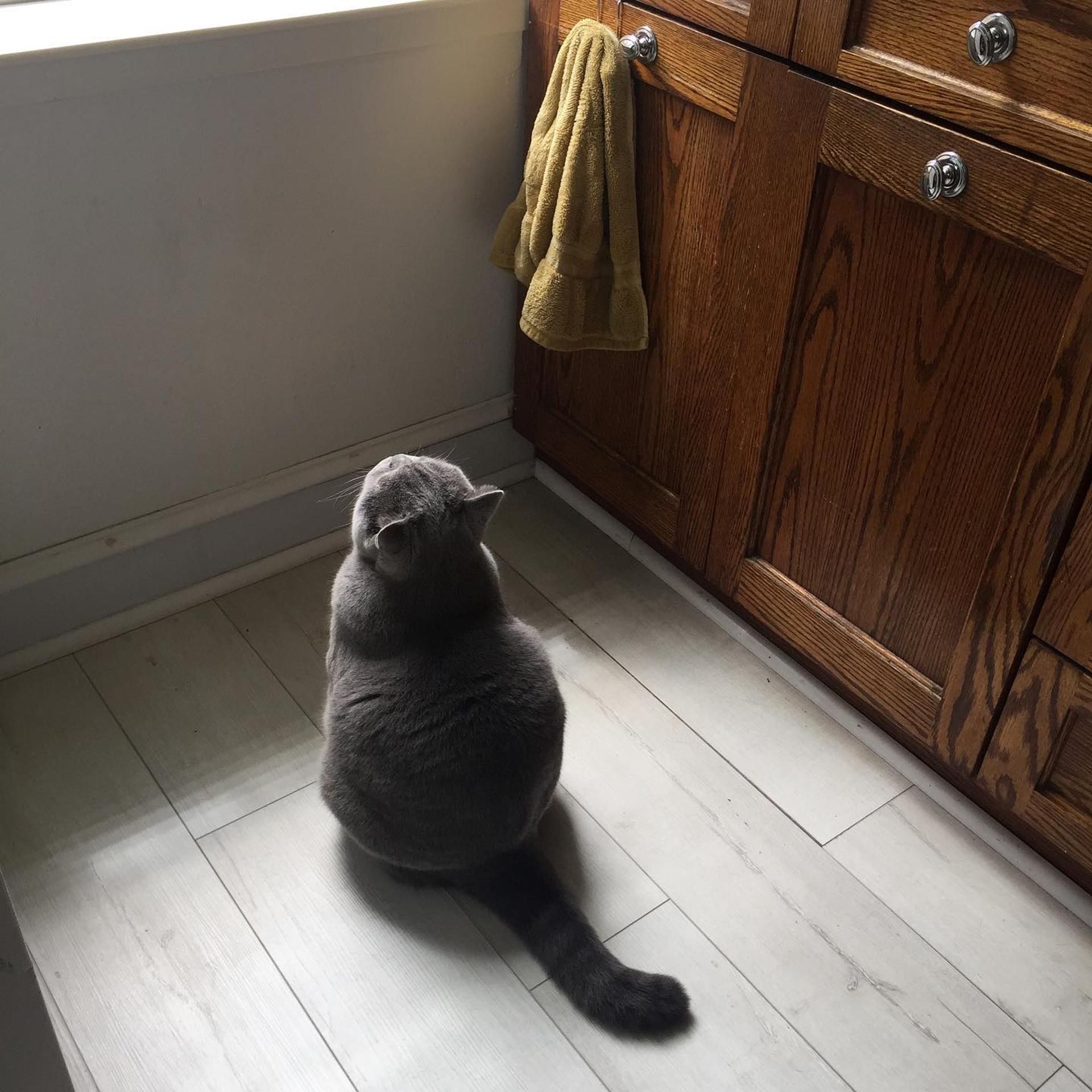 1,969 Cat&Dog Clustering Data